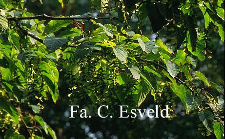 Acer davidii