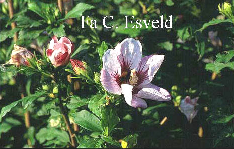 Hibiscus syriacus 'Hamabo'