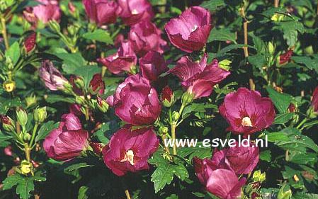 Hibiscus syriacus 'Rubis'