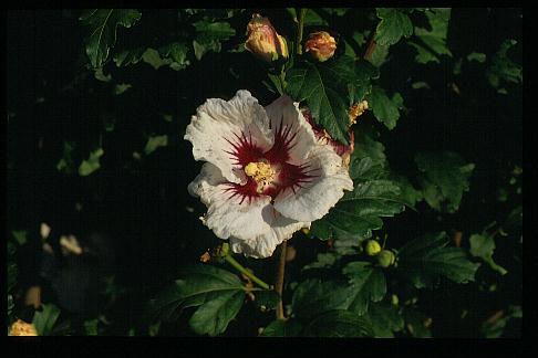 Hibiscus syriacus 'Monstrosus'