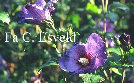 Hibiscus syriacus 'Oiseau Bleu'