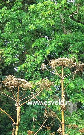 Robinia pseudoacacia 'Tortuosa'