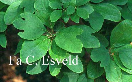 Sassafras albidum