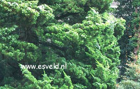 Juniperus chinensis 'Kaizuka' (3273)