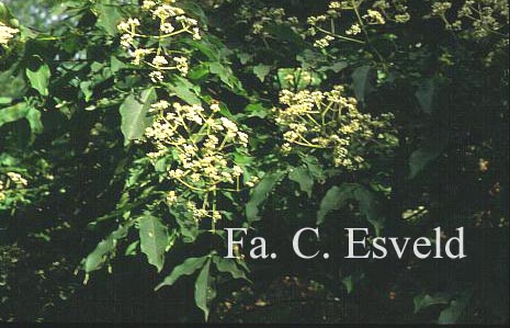Tetradium daniellii