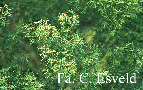 Acer palmatum 'Kurui jishi'