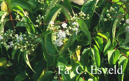 Heptacodium miconioides