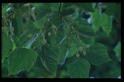 Alangium platanifolium