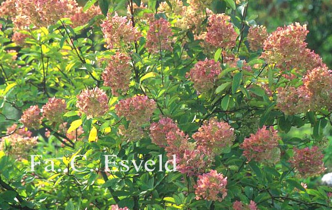 Hydrangea paniculata 'Unique'