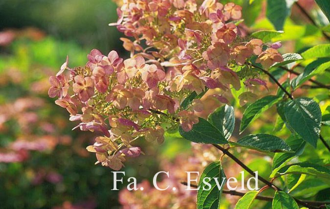 Hydrangea paniculata 'Unique'