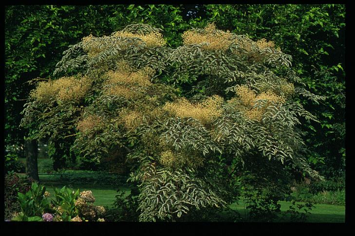 Aralia elata 'Silver Umbrella'