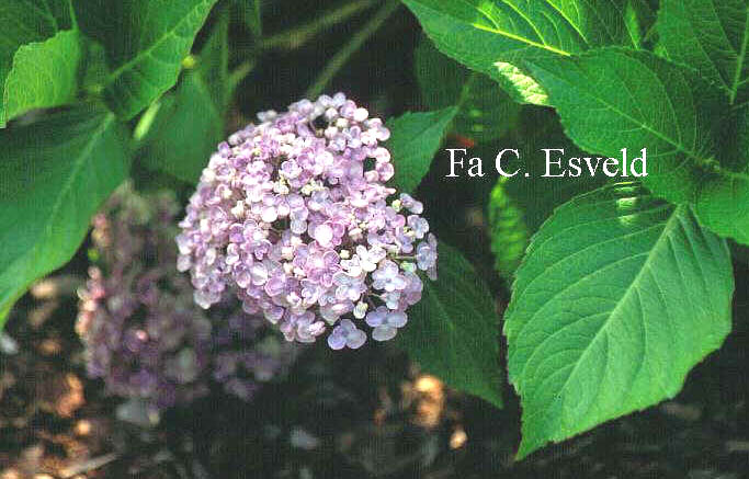 Hydrangea macrophylla 'Ayesha'