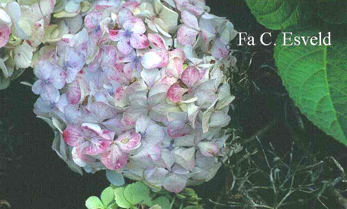 Hydrangea macrophylla 'Mme. E. Mouillere'