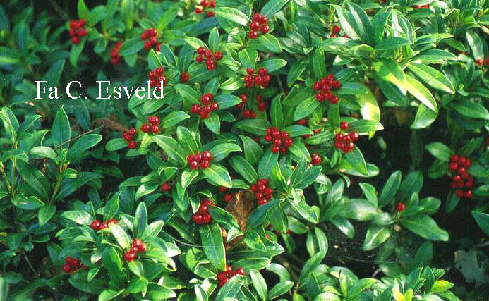 Skimmia japonica