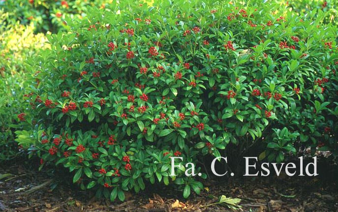 Skimmia japonica