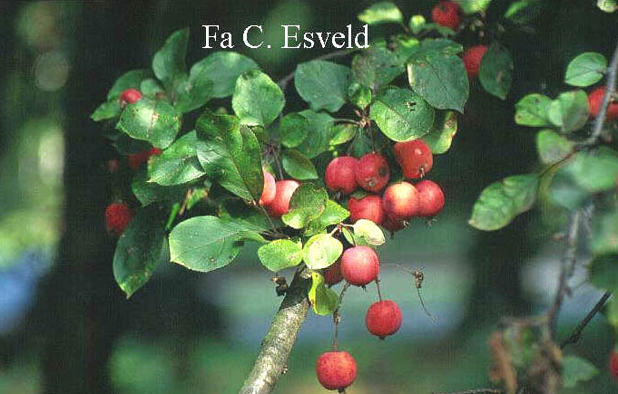 Malus 'Neville Copeman'