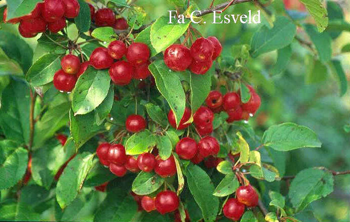 Malus 'Red Sentinel'