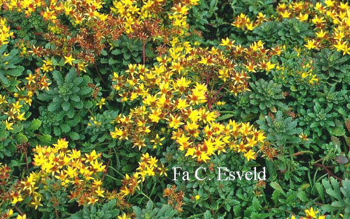 Sedum floriferum 'Weihenstephaner Gold'