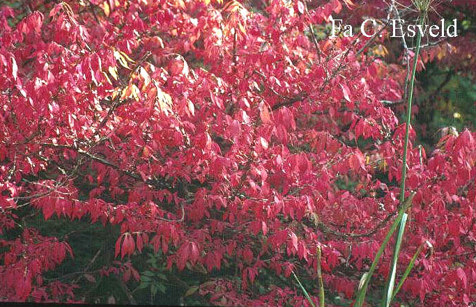 Euonymus alatus