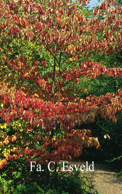 Cornus controversa