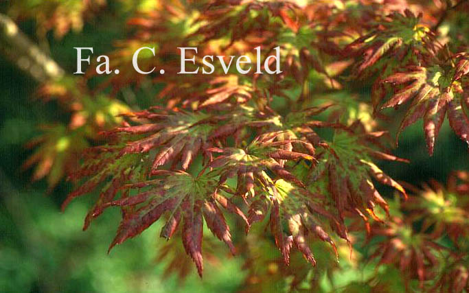 Acer shirasawanum 'Palmatifolium'