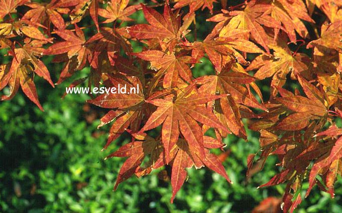 Acer palmatum 'Ohgon sarasa'