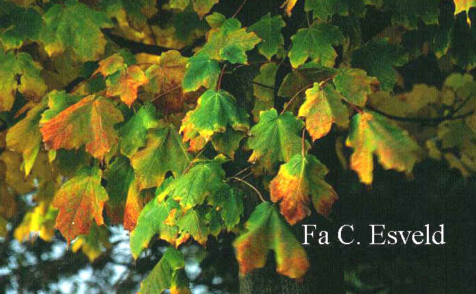 Acer saccharum ssp. nigrum