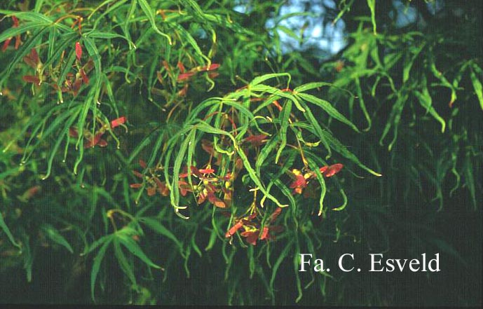 Acer palmatum 'Linearilobum'