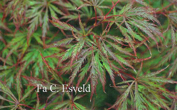 Acer palmatum 'Dissectum Rubrum'