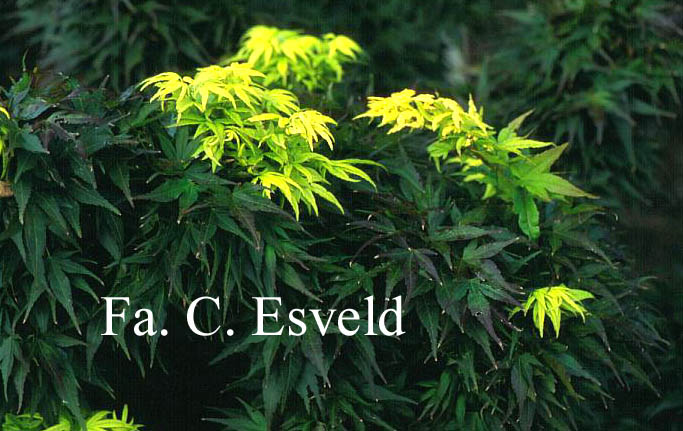 Acer palmatum 'Mikawa yatsubusa'