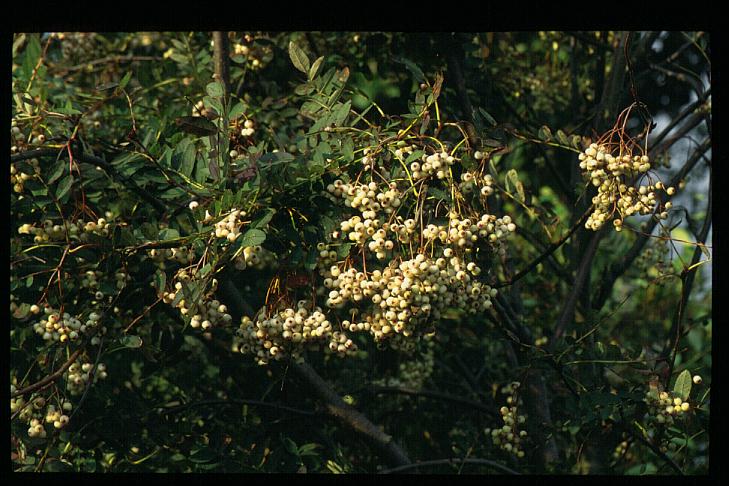 Sorbus forrestii