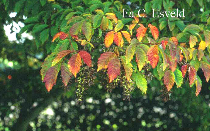 Acer cissifolium