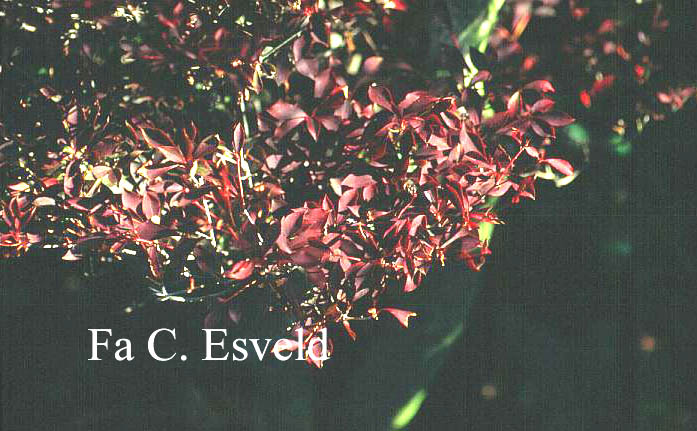 Enkianthus perulatus
