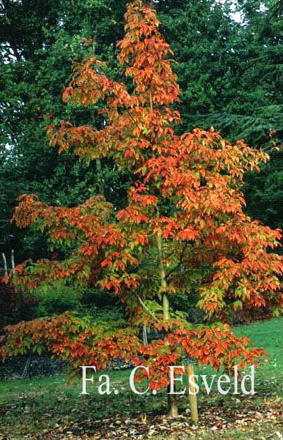 Acer triflorum