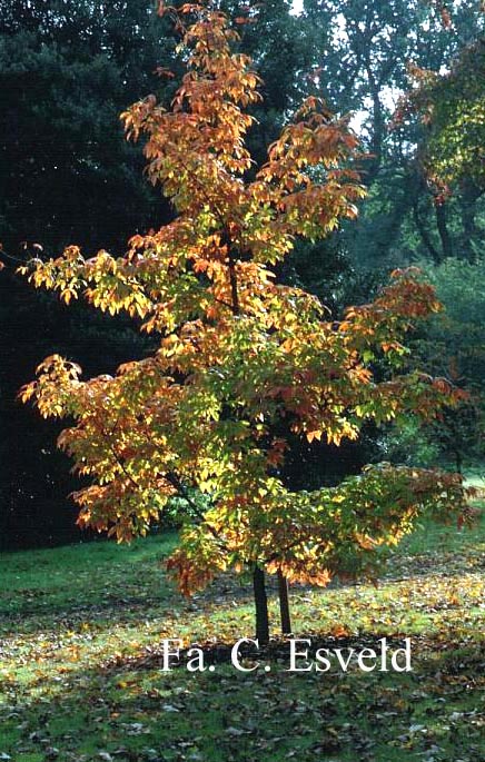 Acer triflorum