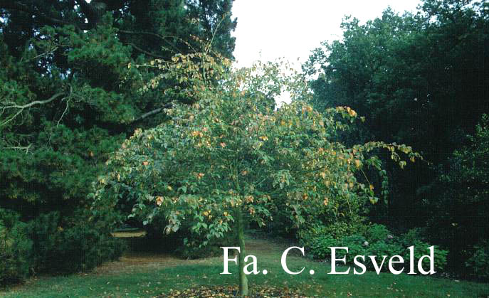 Acer davidii 'Ernest Wilson'