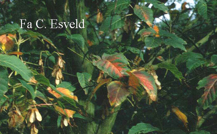 Acer davidii 'Ernest Wilson'