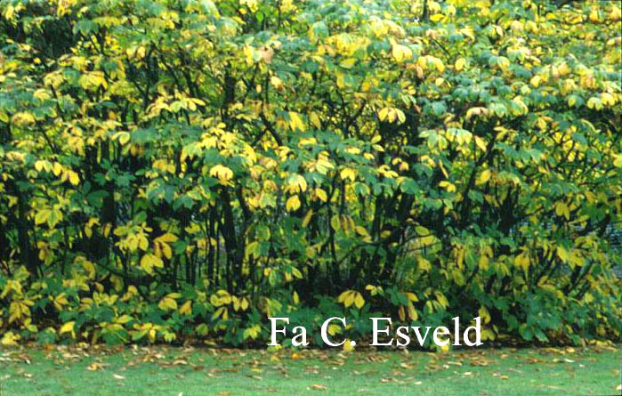 Aesculus parviflora