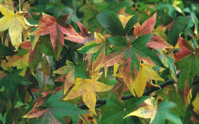 Liquidambar styraciflua 'Aurea'