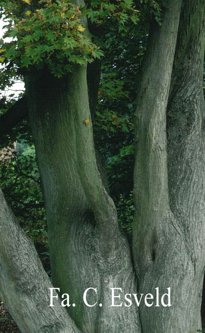 Acer palmatum