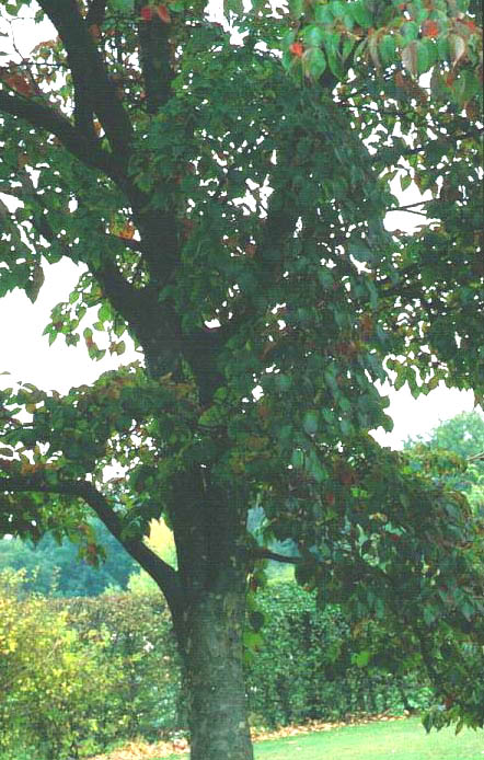 Cornus kousa var. chinensis