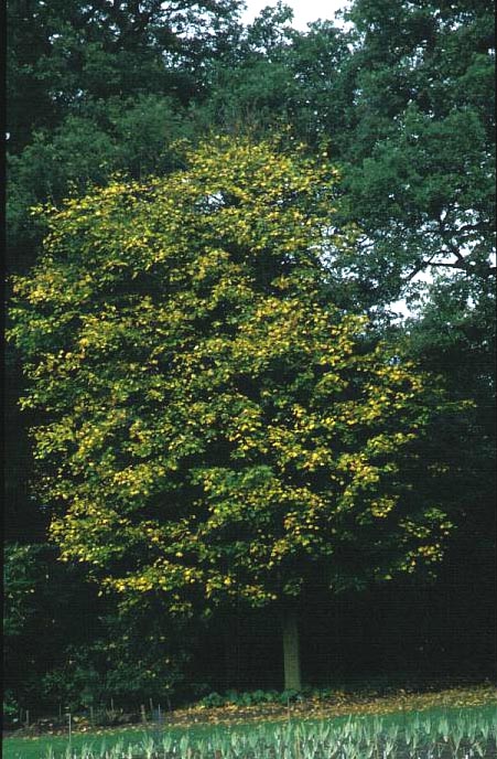 Acer cappadocicum