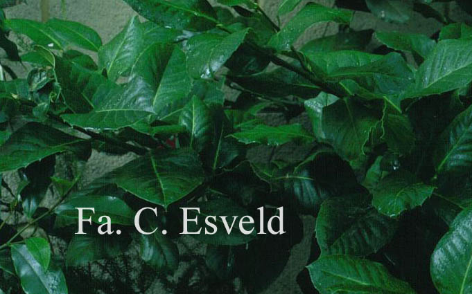 Ilex perado ssp. platyphylla