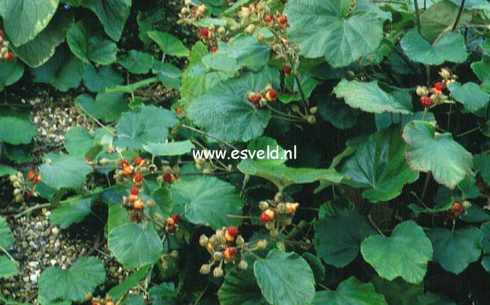 Rubus irenaeus