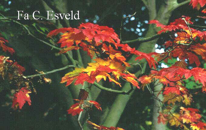 Acer japonicum