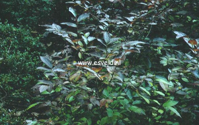 Vaccinium erythrocarpum