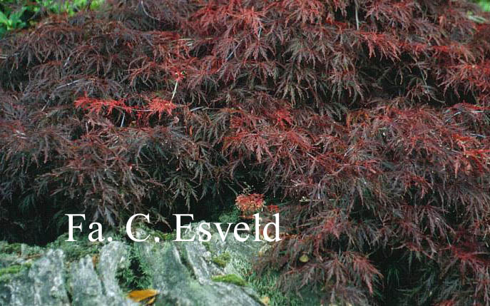 Acer palmatum 'Red Select'