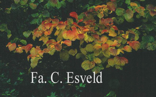 Fothergilla major