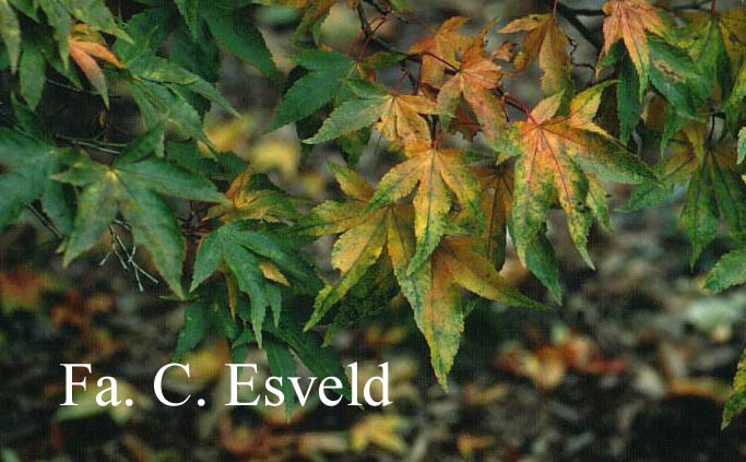 Acer palmatum 'Lutescens'