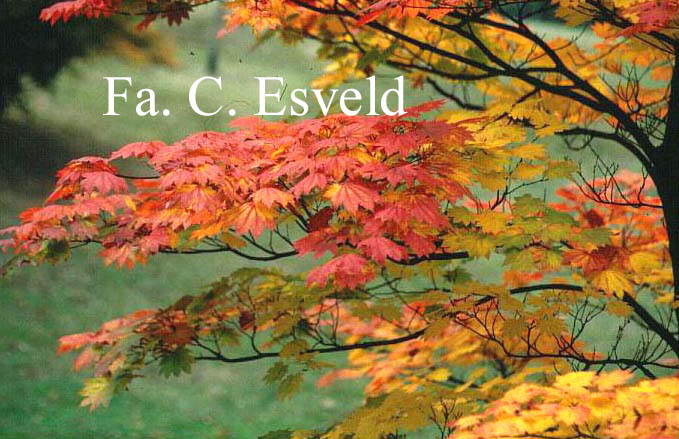 Acer japonicum